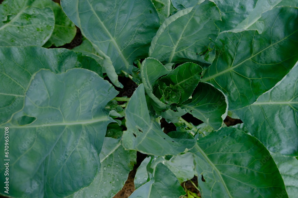 Cauliflower cultivated with manure grows well Cauliflower cultivated with manure grows well