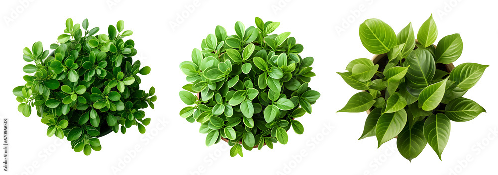 Fototapeta premium Top View Green Foliage Variety