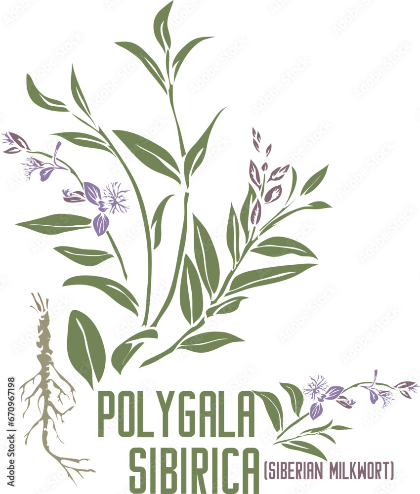 Siberian milkwort herb in color vector silhouette. Medicinal Polygala sibirica plant. Set of Polygala sibirica flowers, leafs, root in color image for pharmaceuticals. Medicinal herbs color drawing