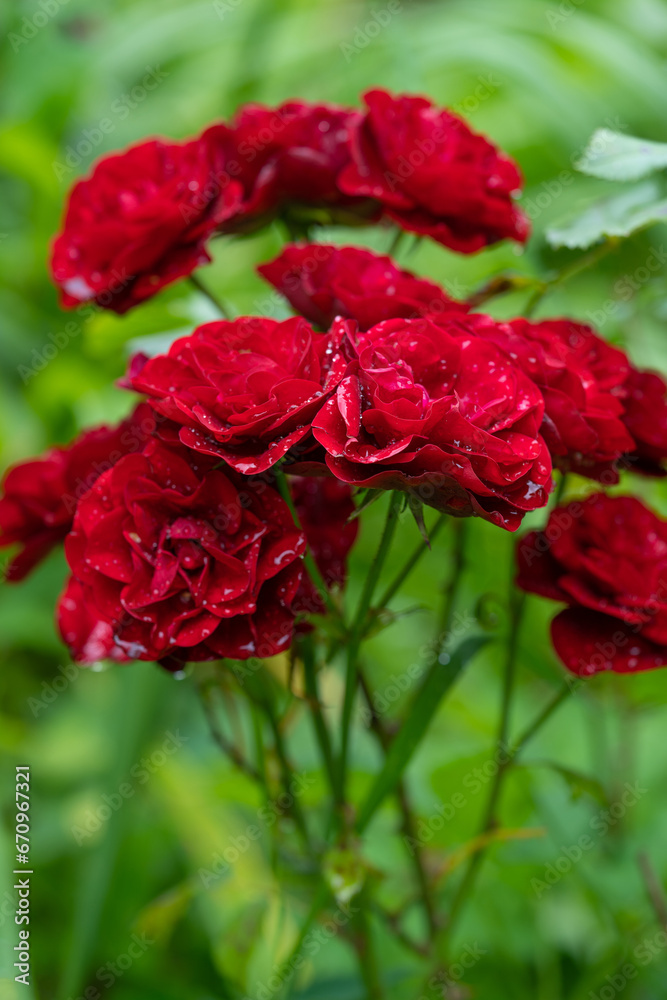 Obraz premium beautiful red rose with water droplets after rain grows in the garden
