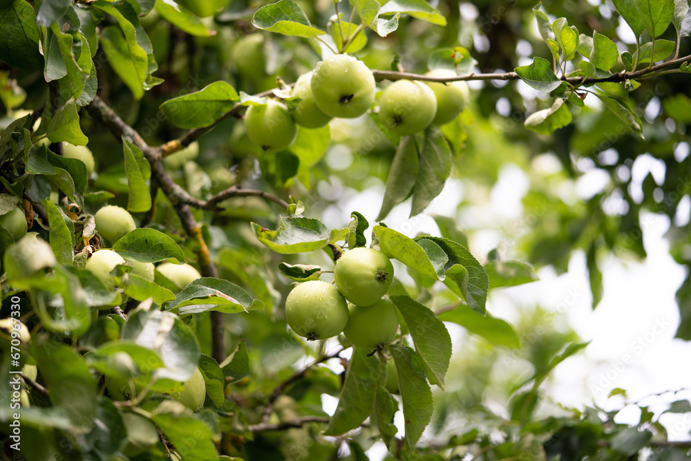 delicious and juicy green apples on the tree in the garden