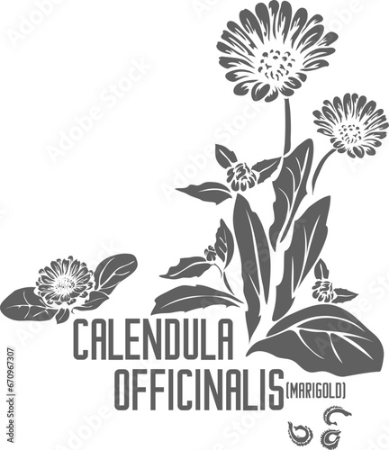 Pot marigold, English marigold vector silhouette. Medicinal Calendula officinalis plant outline. Set of Calendula flowers, seeds, leafs in Line for pharmaceuticals. Contour drawing of medicinal herbs