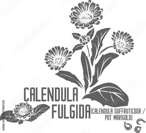Pot marigold, Calendula suffruticosa subsp. fulgida vector silhouette. Medicinal Calendula fulgida plant outline. Set of Calendula flowers in Line. Contour drawing of medicinal herbs