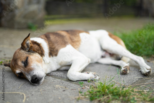 a sad dog is lying down outdoors