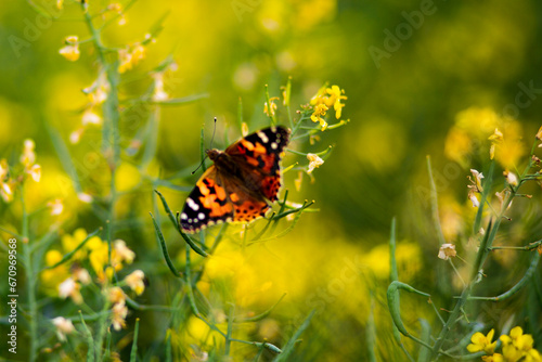 painter butterfly and beautiful nature flowers