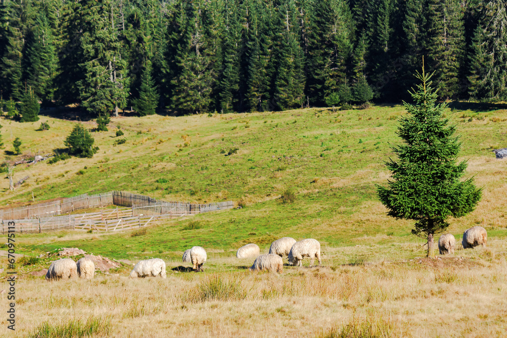 Fototapeta premium sheep grazing on the grassy meadow near the forest. wooden sheepfold on the hump. sunny autumn weather