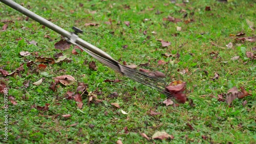 Metal rake rakes fallen leaves in autumn. Green grass, red leaves. 4k footage