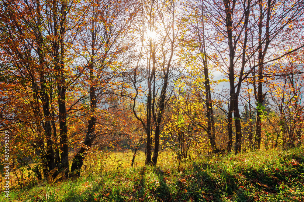 scenic backlit scenery in the forest. nature background in fall season. foliage in autumn colors