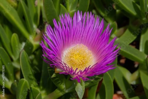 Close up of a pink blossom of a hottentot pig flower  also called Carpobrotus edulis  ice plant  or pig face