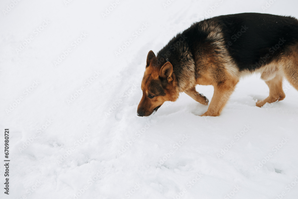 Dog German Shepherd in winter field forest, running playing with snow, training the animal in harsh conditions, wind blowing. Christmas Time, New Year
Dog German Shepherd in winter field forest, running playing with snow, training the animal in harsh conditions, wind blowing. Christmas Time, New Year