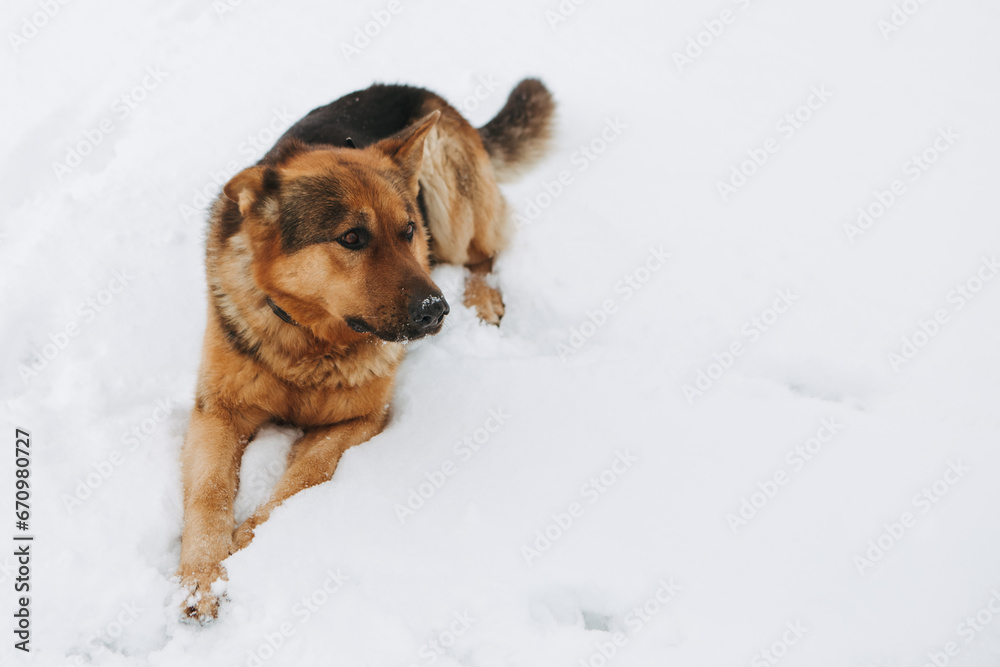 Dog German Shepherd in winter field forest, running playing with snow, training the animal in harsh conditions, wind blowing. Christmas Time, New Year
Dog German Shepherd in winter field forest, running playing with snow, training the animal in harsh conditions, wind blowing. Christmas Time, New Year