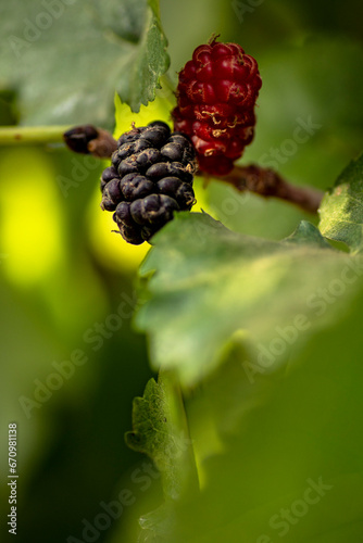 blackbrrry is the kingof fruit