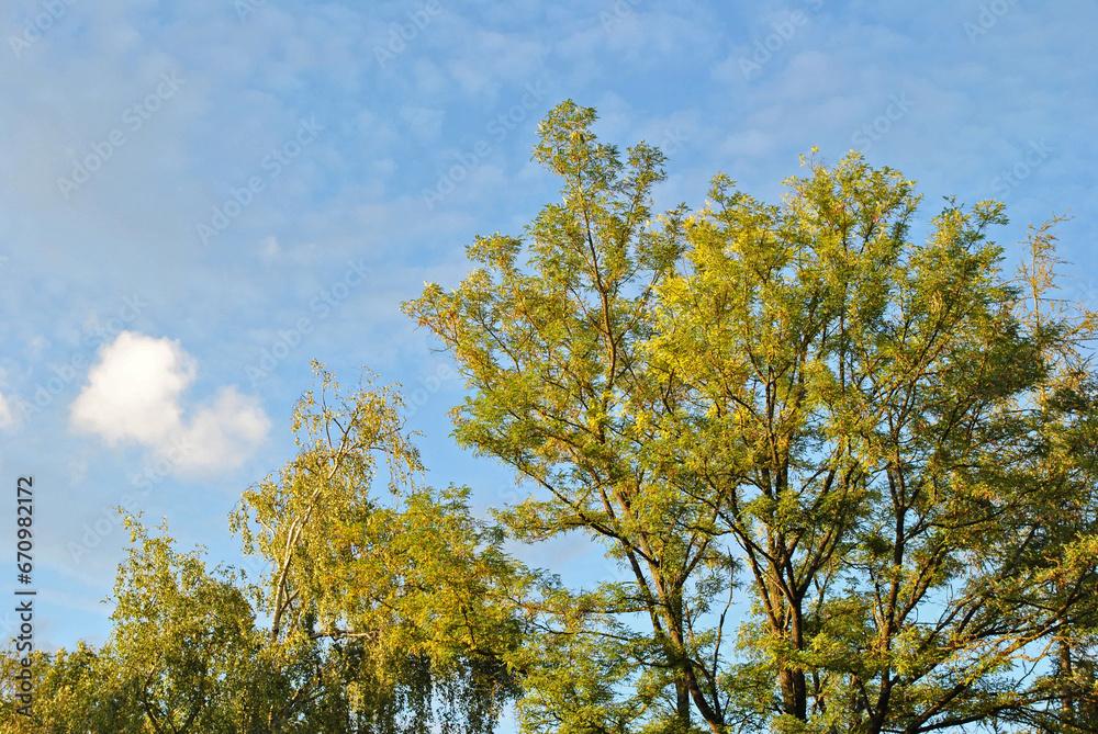 View of Springtime Leaves on Trees seen against Blue Sky View of Springtime Leaves on Trees seen against Blue Sky