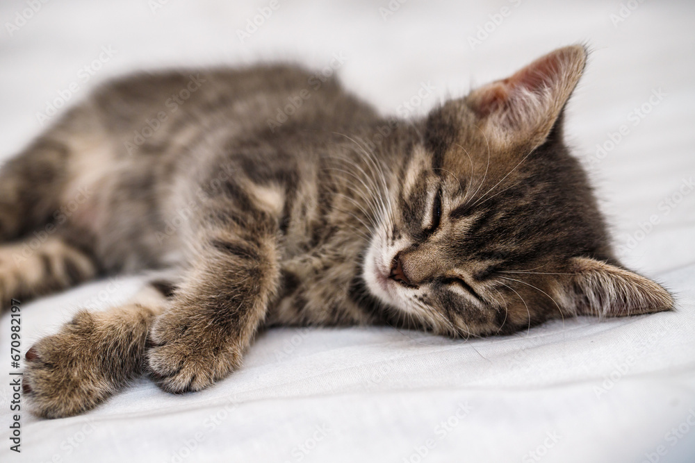 a small tabby kitten lies in a white fabric with folds and sleeps. pet rest. a small tabby kitten lies in a white fabric with folds and sleeps. pet rest.