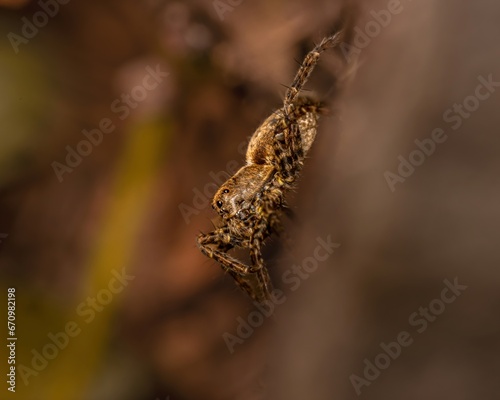 wolf spider on a leaf