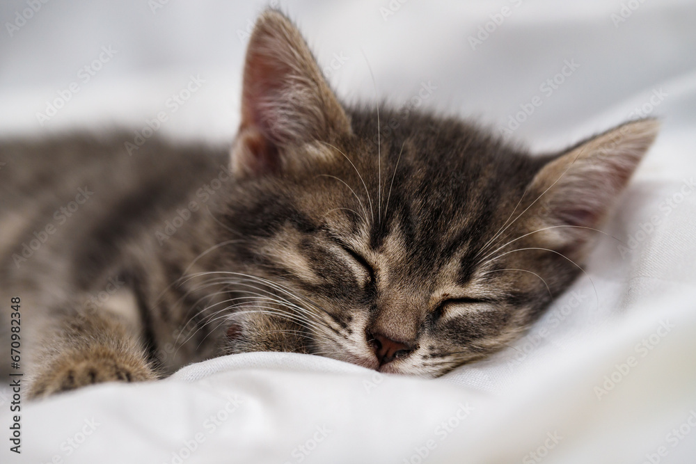 a small tabby kitten lies in a white fabric with folds and sleeps. pet rest. a small tabby kitten lies in a white fabric with folds and sleeps. pet rest.
