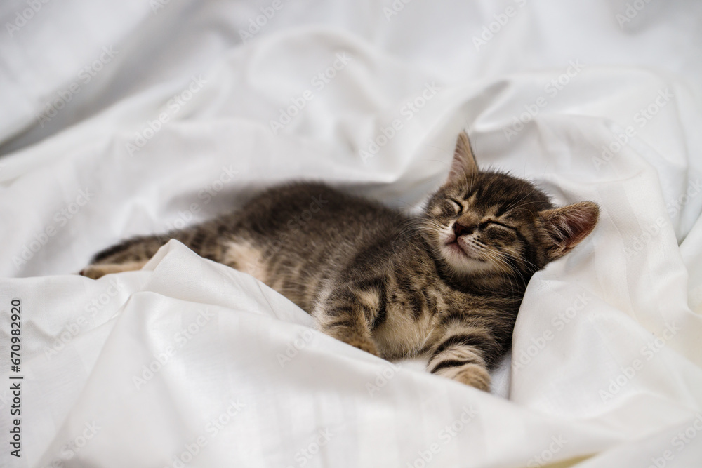 a small tabby kitten lies in a white fabric with folds and sleeps. pet rest. a small tabby kitten lies in a white fabric with folds and sleeps. pet rest.