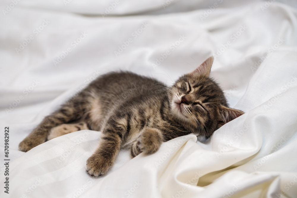 a small tabby kitten lies in a white fabric with folds and sleeps. pet rest. a small tabby kitten lies in a white fabric with folds and sleeps. pet rest.