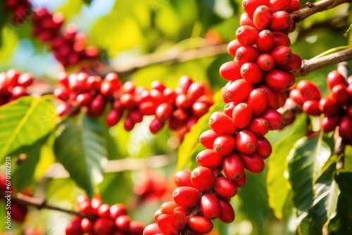 closeup of ripe coffee berries on a branch