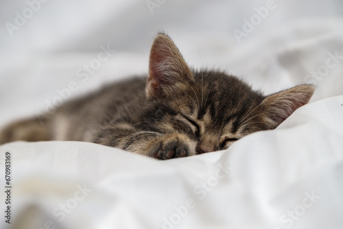 a small tabby kitten lies in a white fabric with folds and sleeps. pet rest.