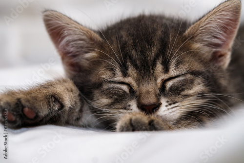 a small tabby kitten lies in a white fabric with folds and sleeps. pet rest. © toomler