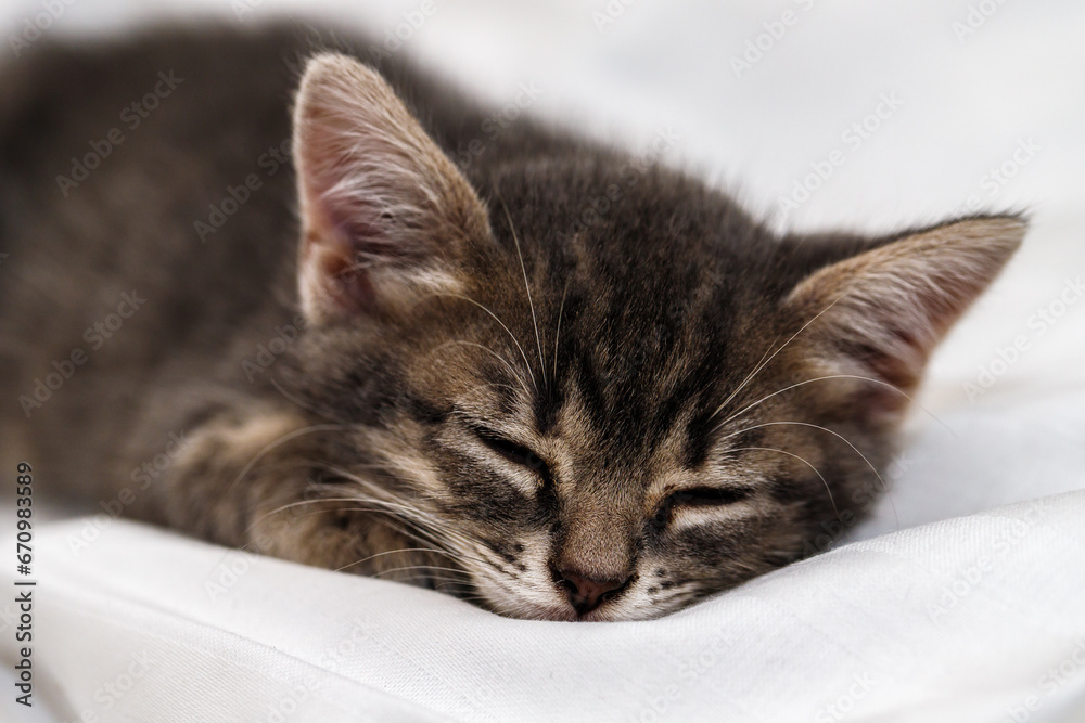 a small tabby kitten lies in a white fabric with folds and sleeps. pet rest.