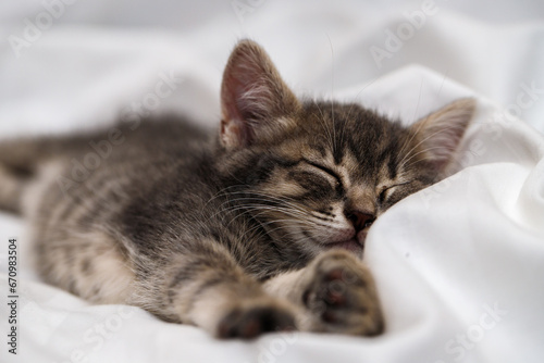 a small tabby kitten lies in a white fabric with folds and sleeps. pet rest. © toomler