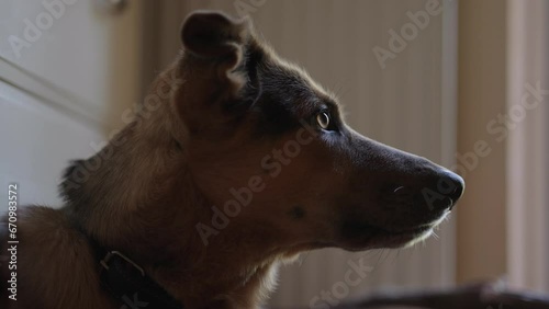 Bored dog has a rest on the floor photo