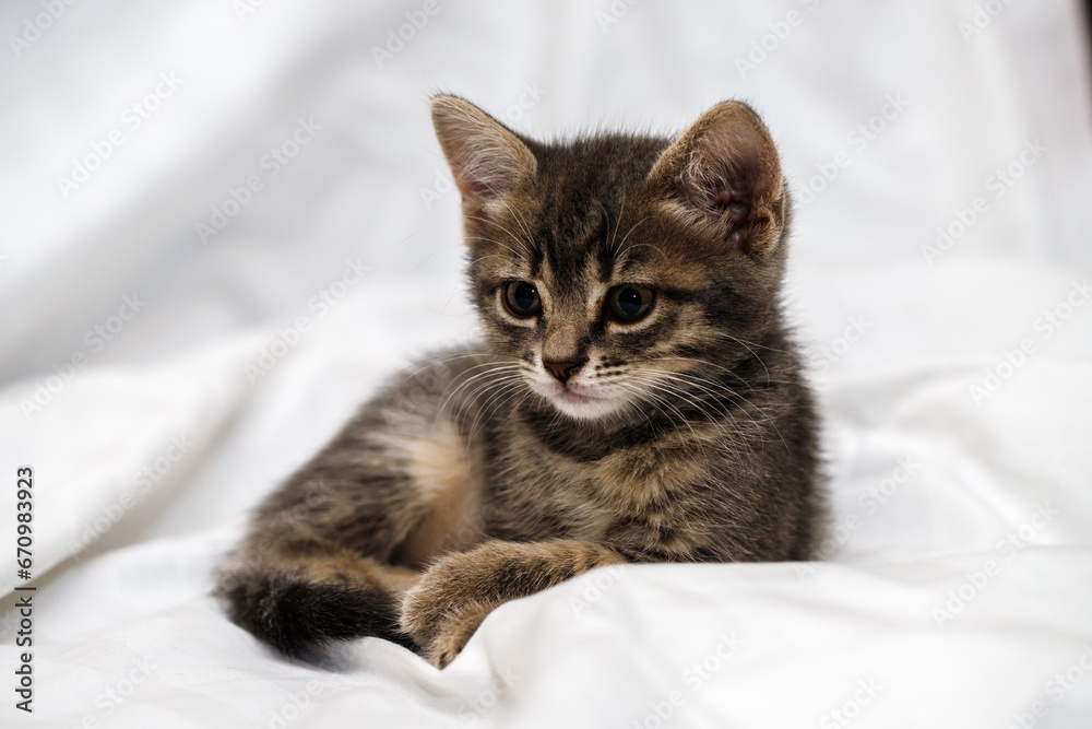 A small tabby kitten lies in a white fabric with folds.