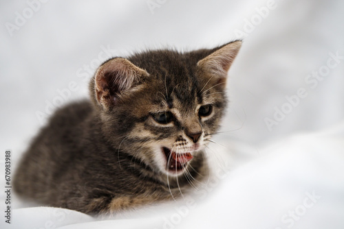 a small tabby kitten sits with an open mouth, meows and yawns. pet rest. © toomler