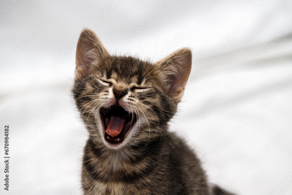 a small tabby kitten sits with an open mouth, meows and yawns. pet rest.