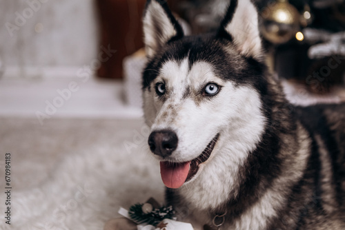 Purebred black and white siberian husky sitting on the carpet, Christmas Tree New Year decorations toys balls decorated interior holiday vacation atmosphere gifts presents garlands 