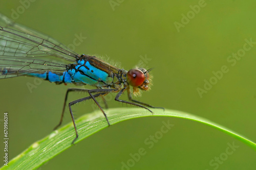 Closeup on the colorful red-eyed damselfly, Erythromma najas sitting on a grass blade © Henk