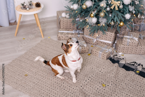 Purebred jack russell terrier lying on the ground, Christmas Tree New Year decorations toys balls decorated interior holiday vacation atmosphere gifts presents garlands