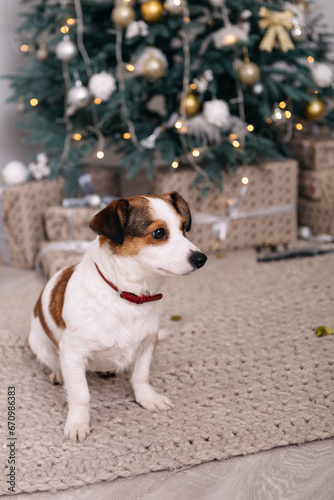 Purebred jack russell terrier lying on the ground, Christmas Tree New Year decorations toys balls decorated interior holiday vacation atmosphere gifts presents garlands