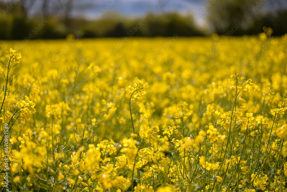 A field full of rapeseed flowers. Beautiful landscape with white clouds on a blue sky during spring season. Brassica napus plant cultivated on the British field in a sunny day A field full of rapeseed flowers. Beautiful landscape with white clouds on a blue sky during spring season. Brassica napus plant cultivated on the British field in a sunny day