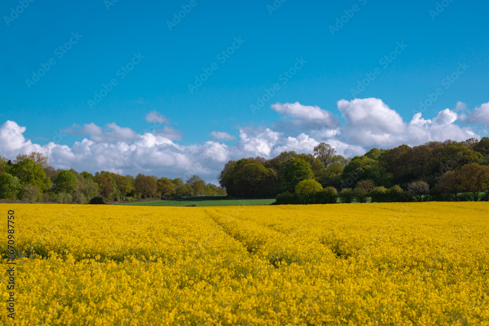 A field full of rapeseed flowers. Beautiful landscape with white clouds on a blue sky during spring season. Brassica napus plant cultivated on the British field in a sunny day