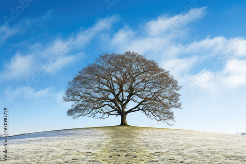 Winter scene - oak tree on crown of Hill  blue sky and winter clouds in the background  snow on the grass