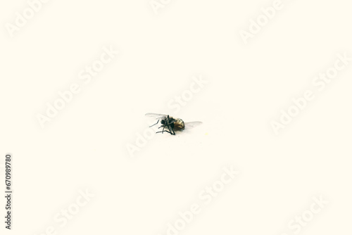 killed fly isolated on the white background
