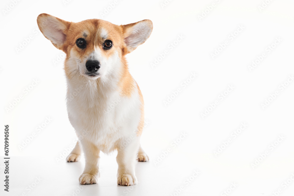 Pembroke Welsh Corgi portrait isolated on white studio background with copy space, purebred dog Pembroke Welsh Corgi portrait isolated on white studio background with copy space, purebred dog