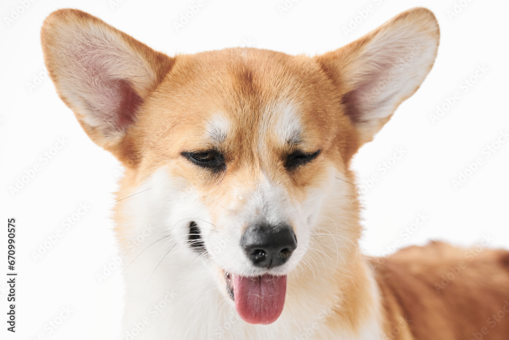 Pembroke Welsh Corgi portrait isolated on white studio background with copy space, purebred dog Pembroke Welsh Corgi portrait isolated on white studio background with copy space, purebred dog