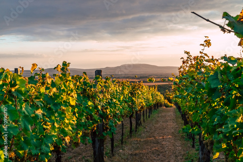 Fotografie Sunset in the beautiful South Slovakian wine region