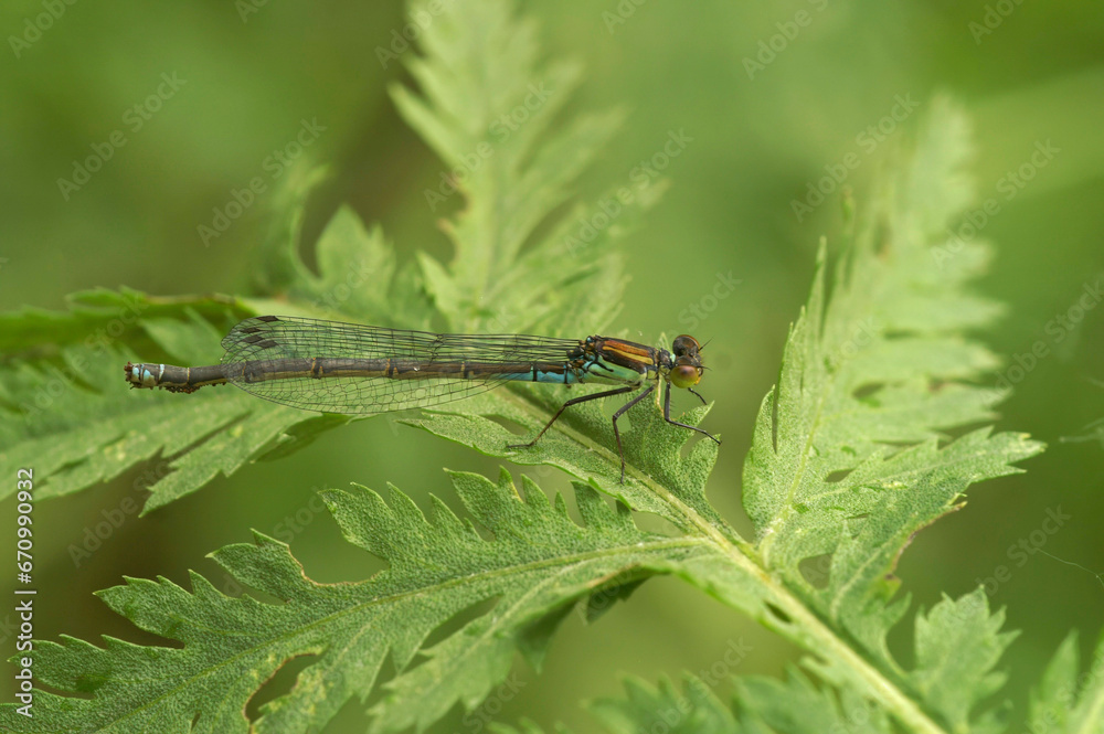 Closeup on a Small Red-eyed Damselfly , Erythromma viridulum, sitting on the vegetation Closeup on a Small Red-eyed Damselfly , Erythromma viridulum, sitting on the vegetation