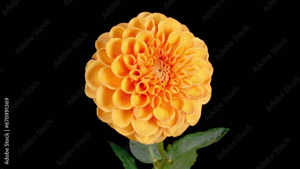 Dahlia Blossoms. Time Lapse of Opening and Withering Beautiful Orange Dahlia Flower on Black Background. 4K. Dahlia Blossoms. Time Lapse of Opening and Withering Beautiful Orange Dahlia Flower on Black Background. 4K.
