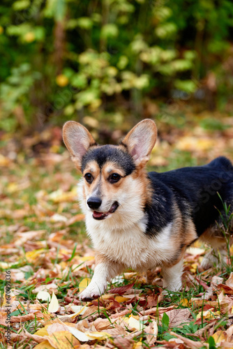 Pembroke Welsh Corgi on a walk. Portrait of a dog in the autumn park