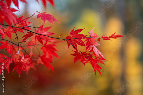 jesie    natura  przyroda  kolory  pomara  cz  czerwony        ty  park  li  cie  spadaj  ce li  cie  pi  kno  jesienny li      jesienna aura