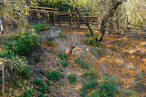 Adult male dear in captivity