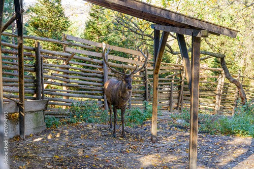 Adult male dear in captivity