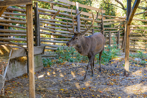 Adult male dear in captivity