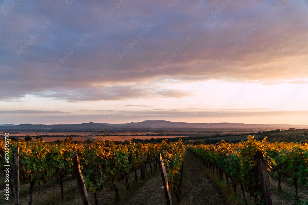 Sunset in the beautiful South Slovakian wine region